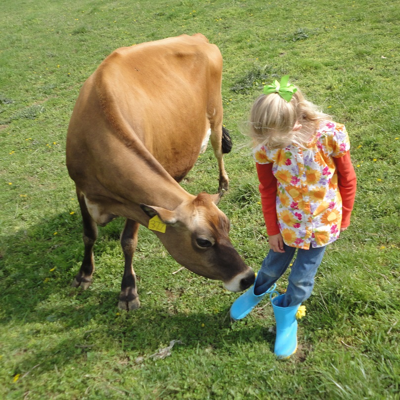 How To Milk a Cow Once A Day
