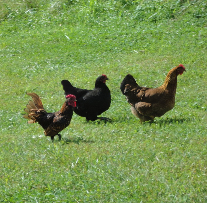 Keeping Chickens The Redneck Way – Pros & Cons
