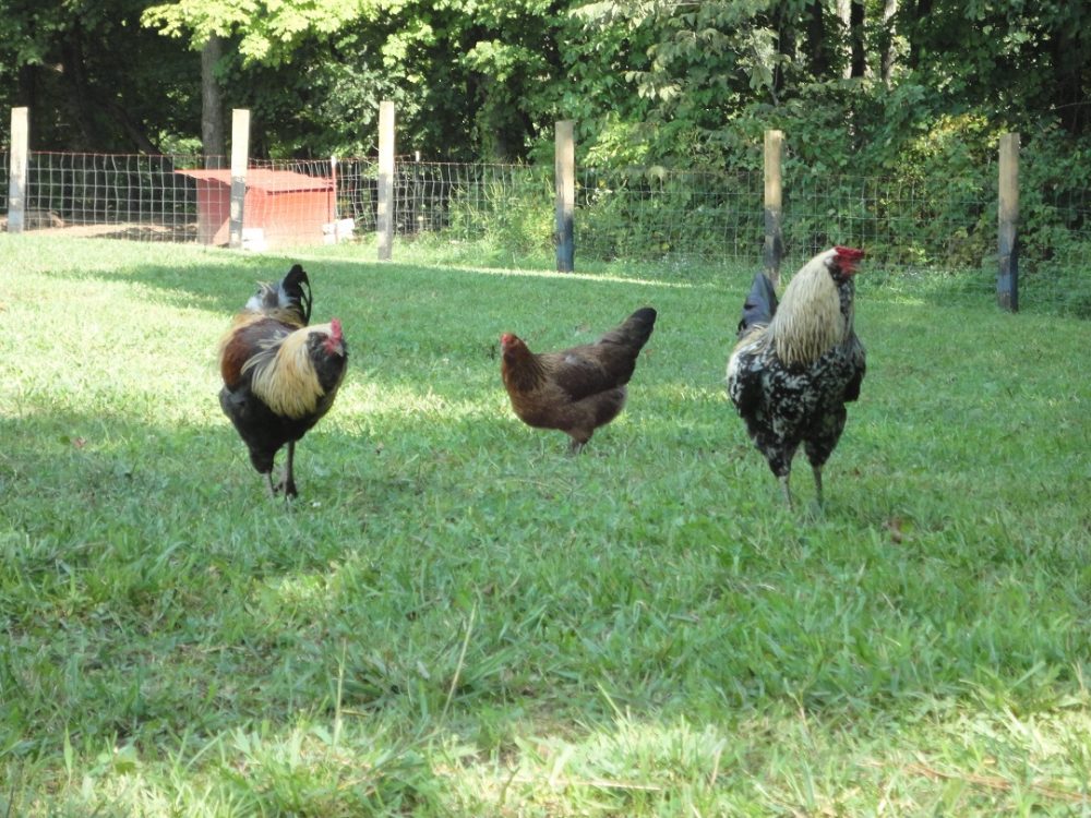 Compost Your Own Kitchen Scraps