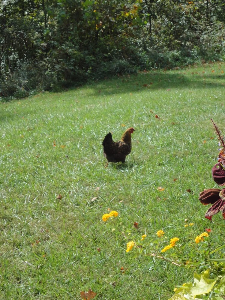 Chicken in the Flowers