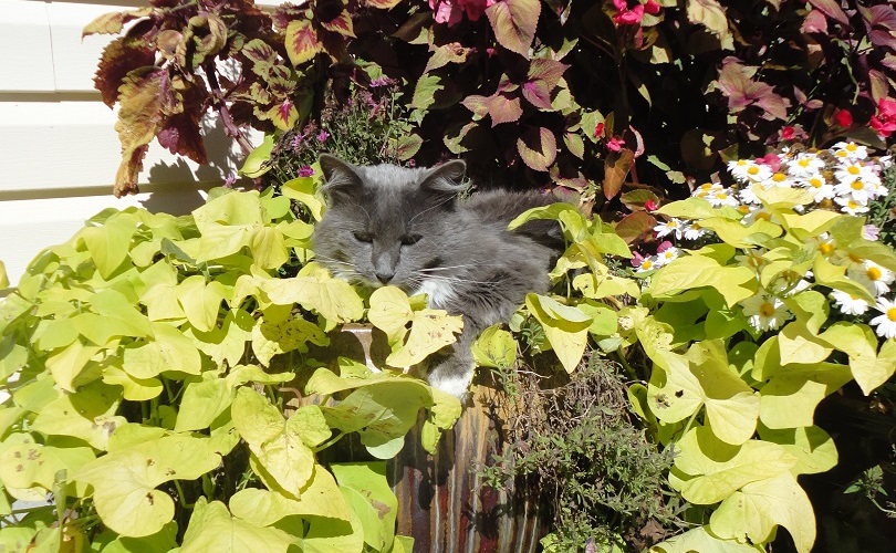 Chicken in the Flowers Part #2