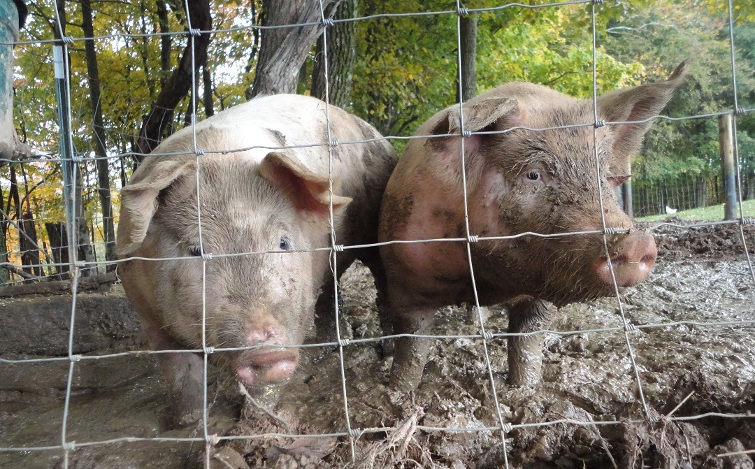 Pig Slaughter
