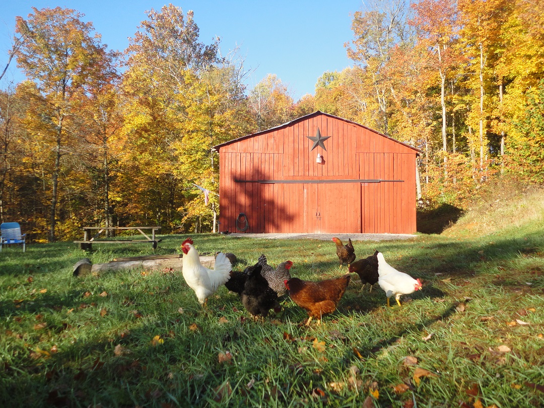 Keeping Chickens – The Redneck Way
