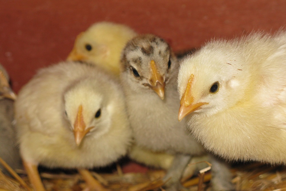 Caring for Baby Chicks