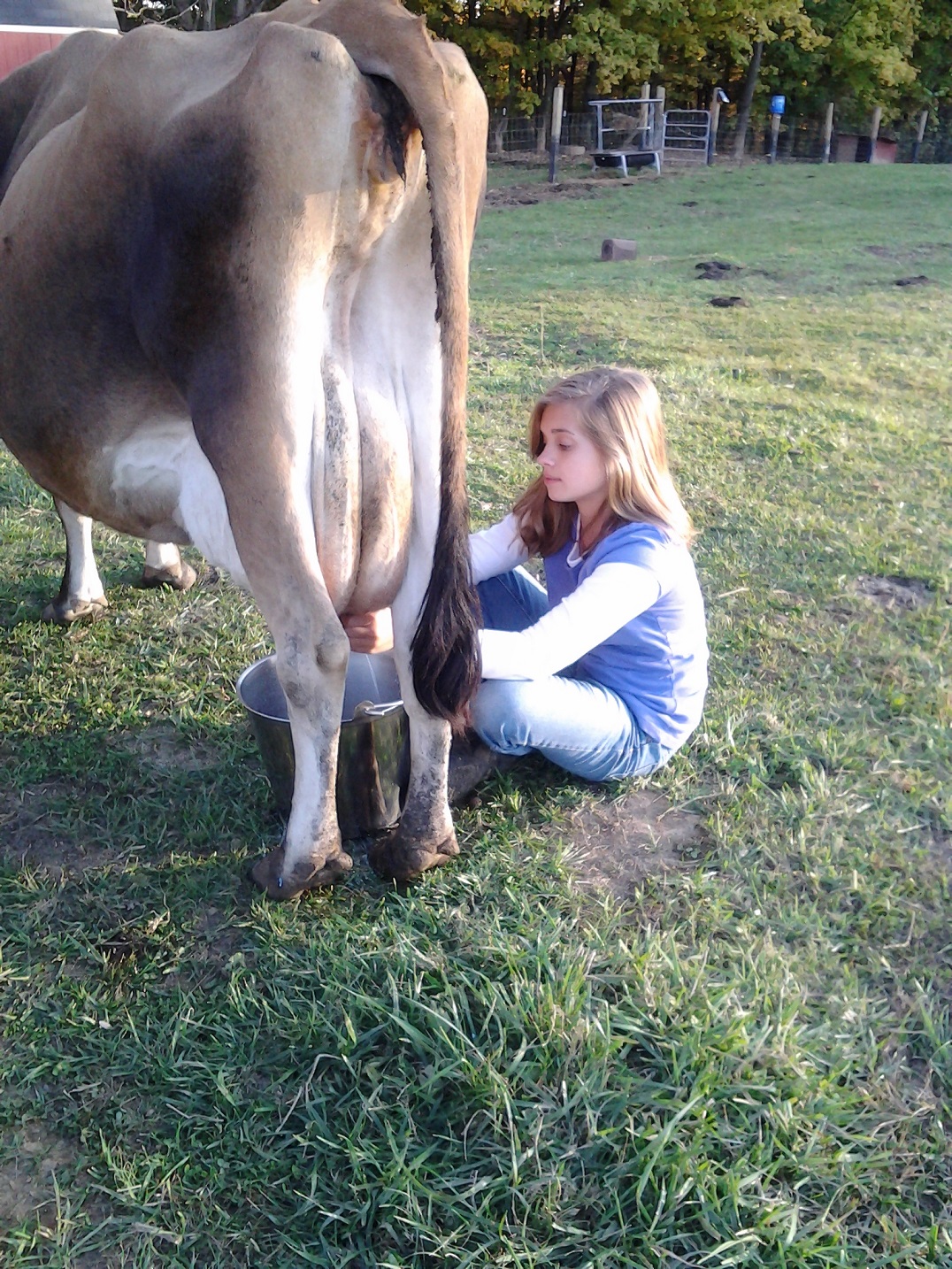 Why Did The Cow Jump Over the Moon?