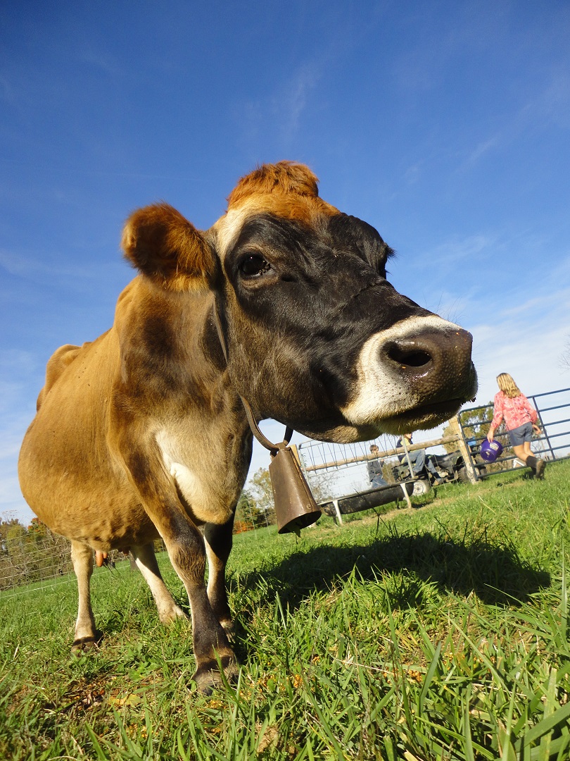 How to Know if Your Cow is Pregnant