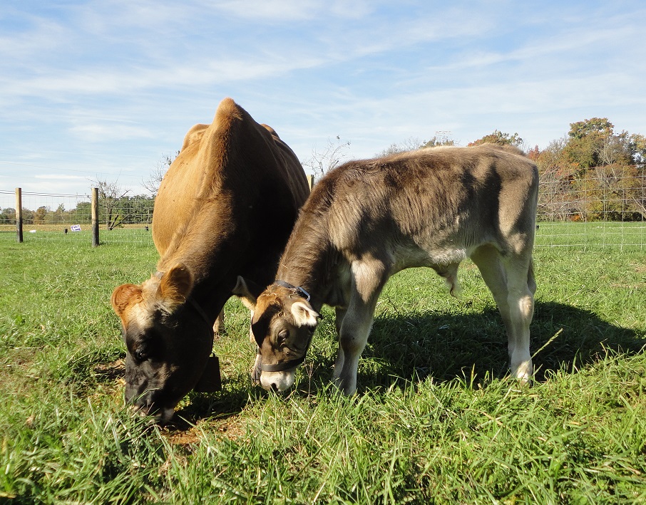 How To Stop a Cow From Holding Up Milk