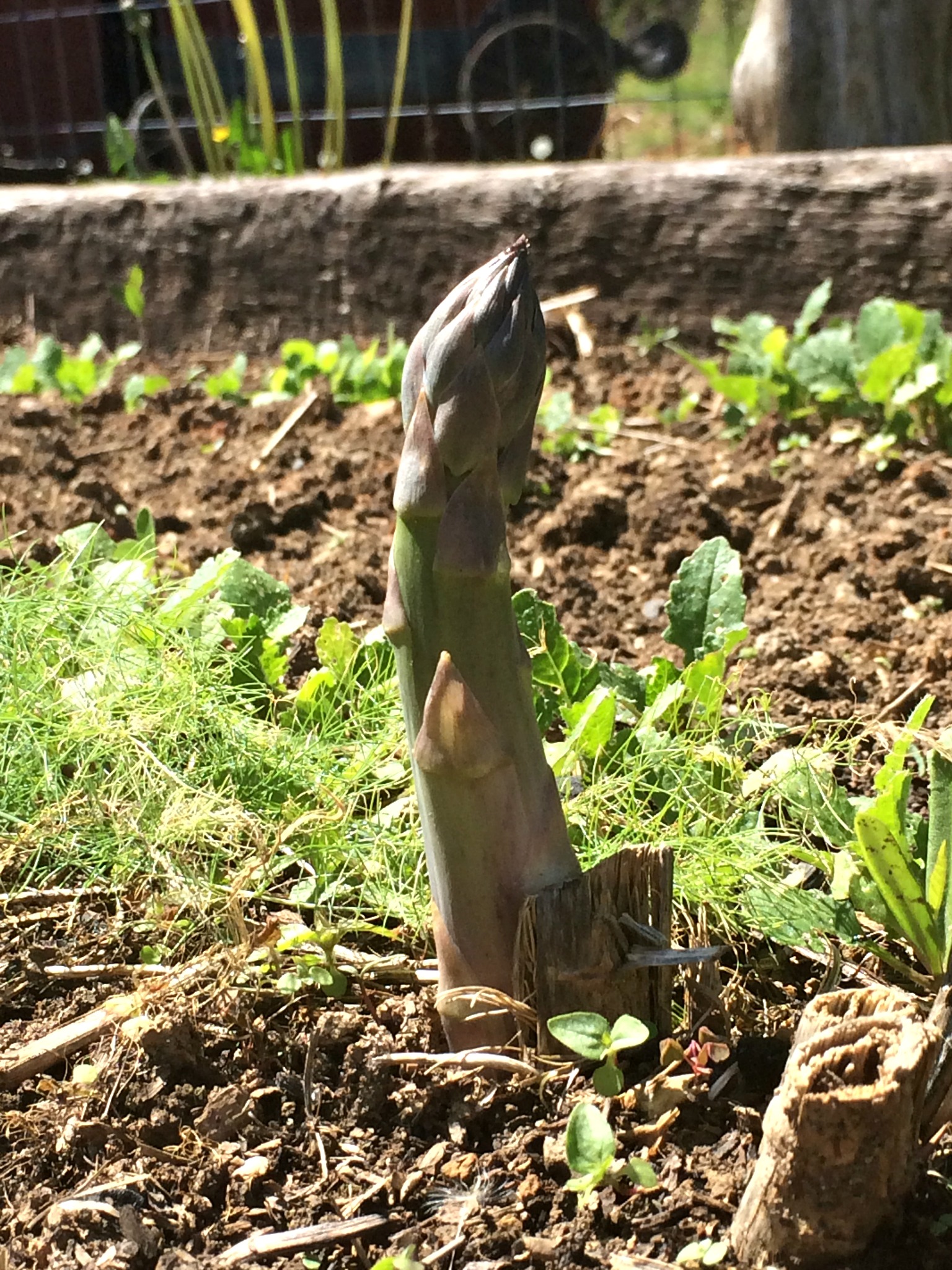 All About Asparagus