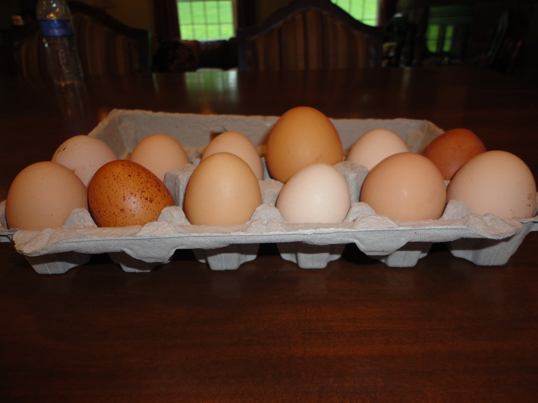 If You Want Your Family to Hate Eggs & 10 Great Articles About Chickens