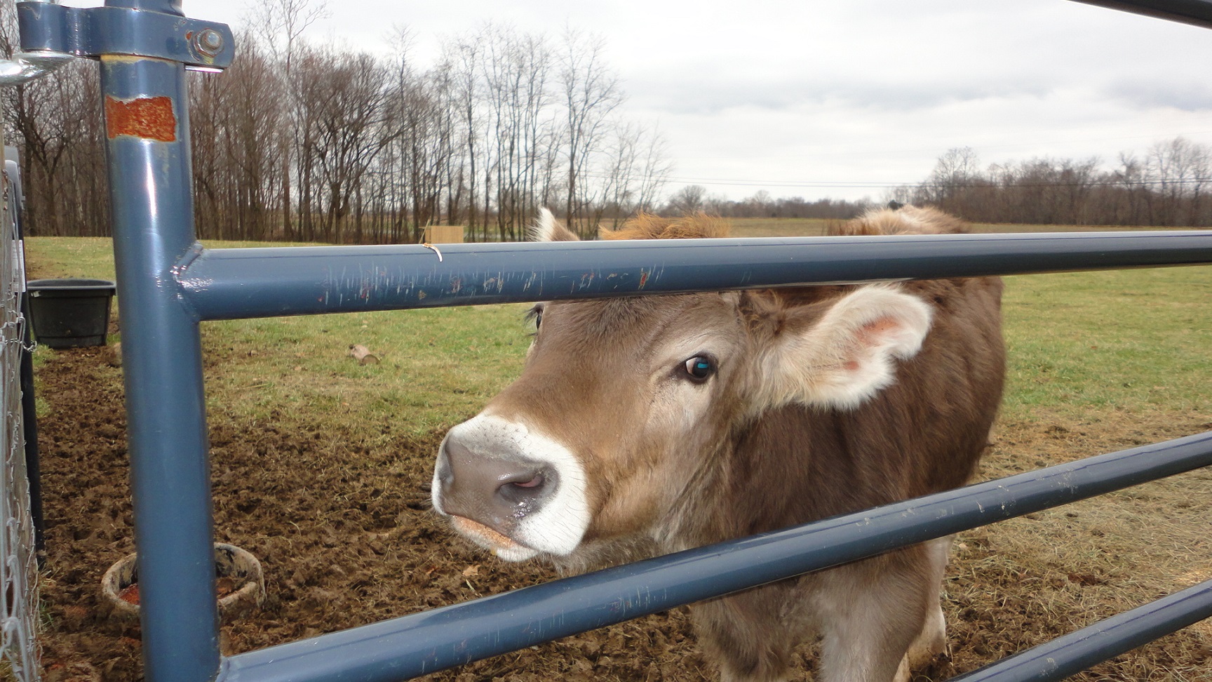 Painting the Run-in… with a Cow