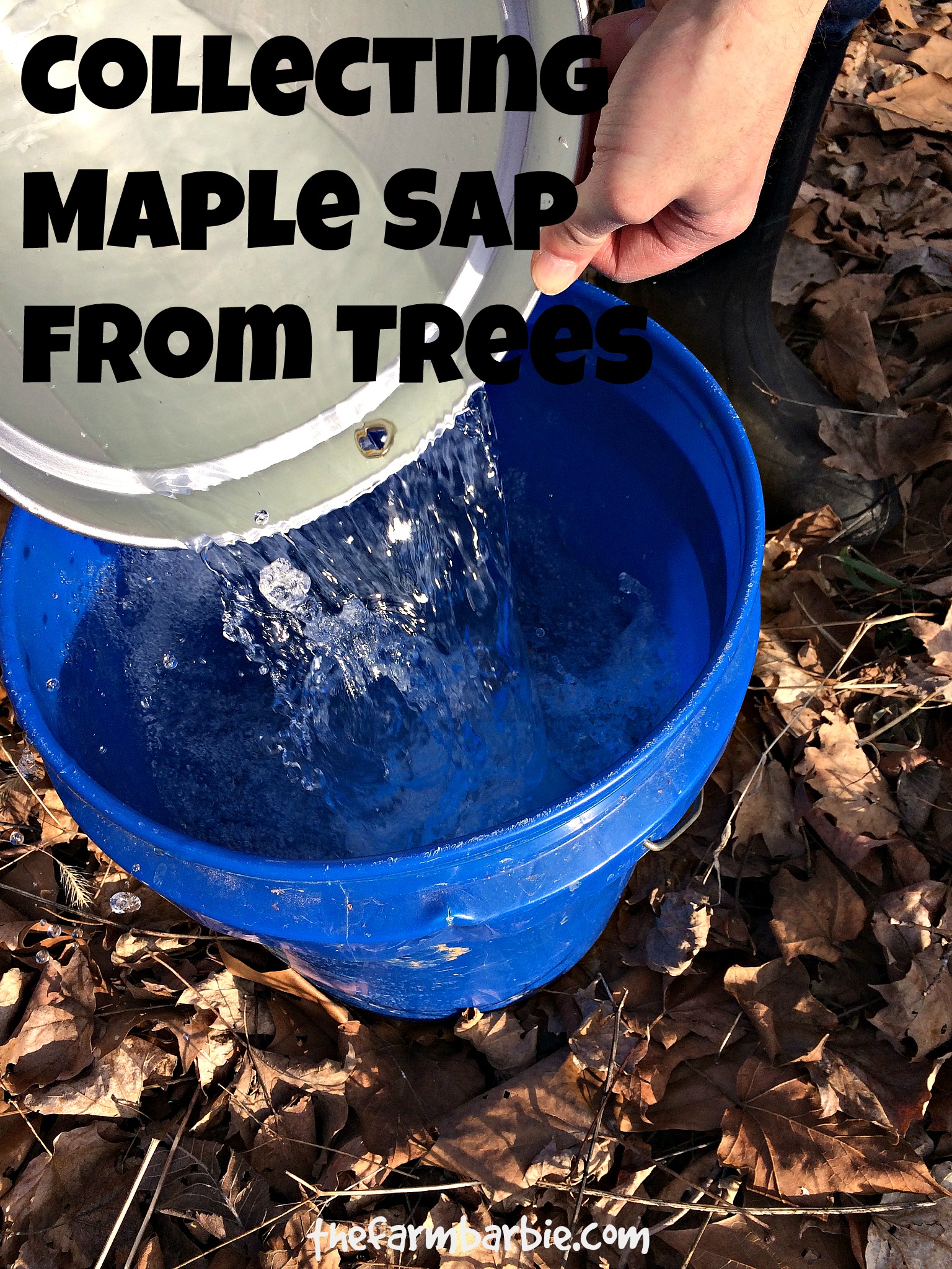 How To Tap Maple Trees & Make Homemade Maple Syrup
