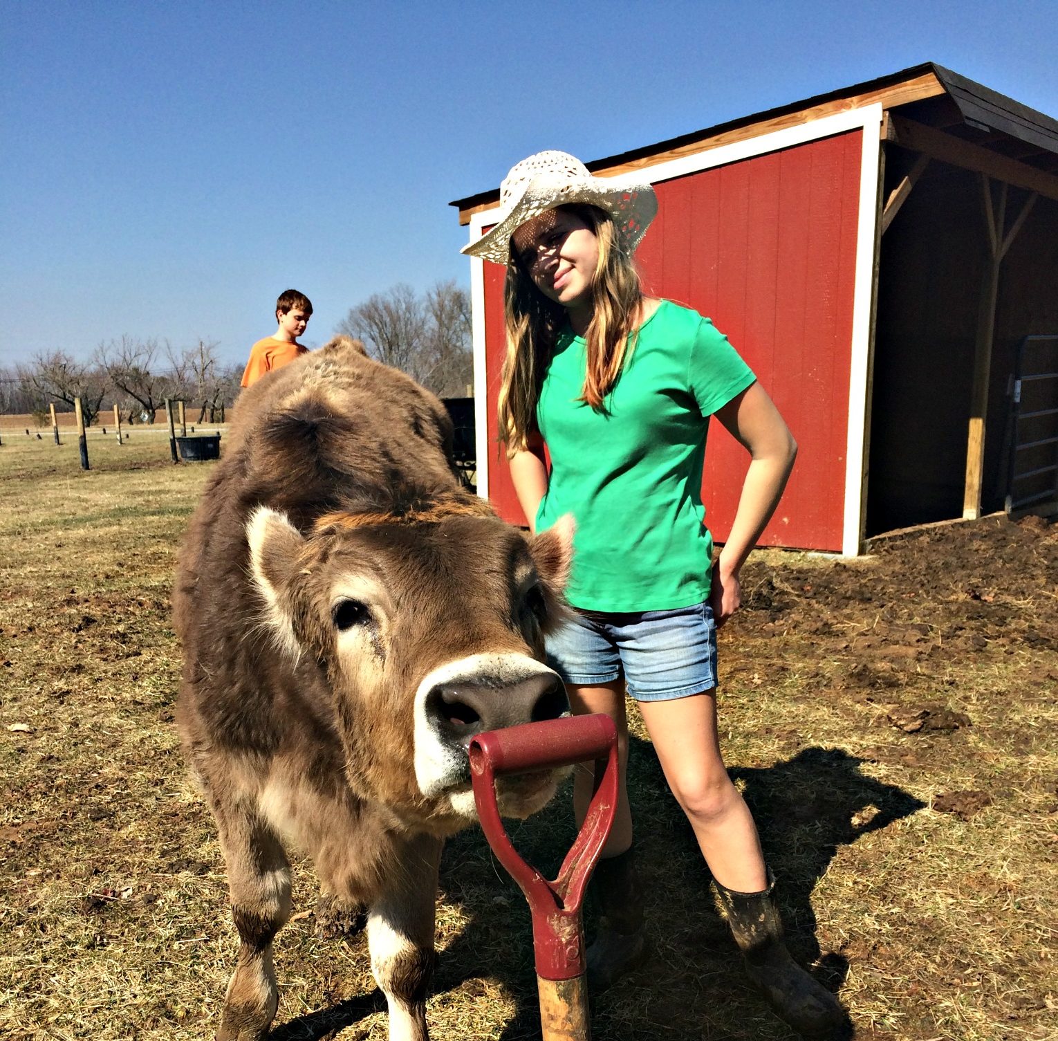 Brown Swiss – May be the Basset Hound of the Cattle World