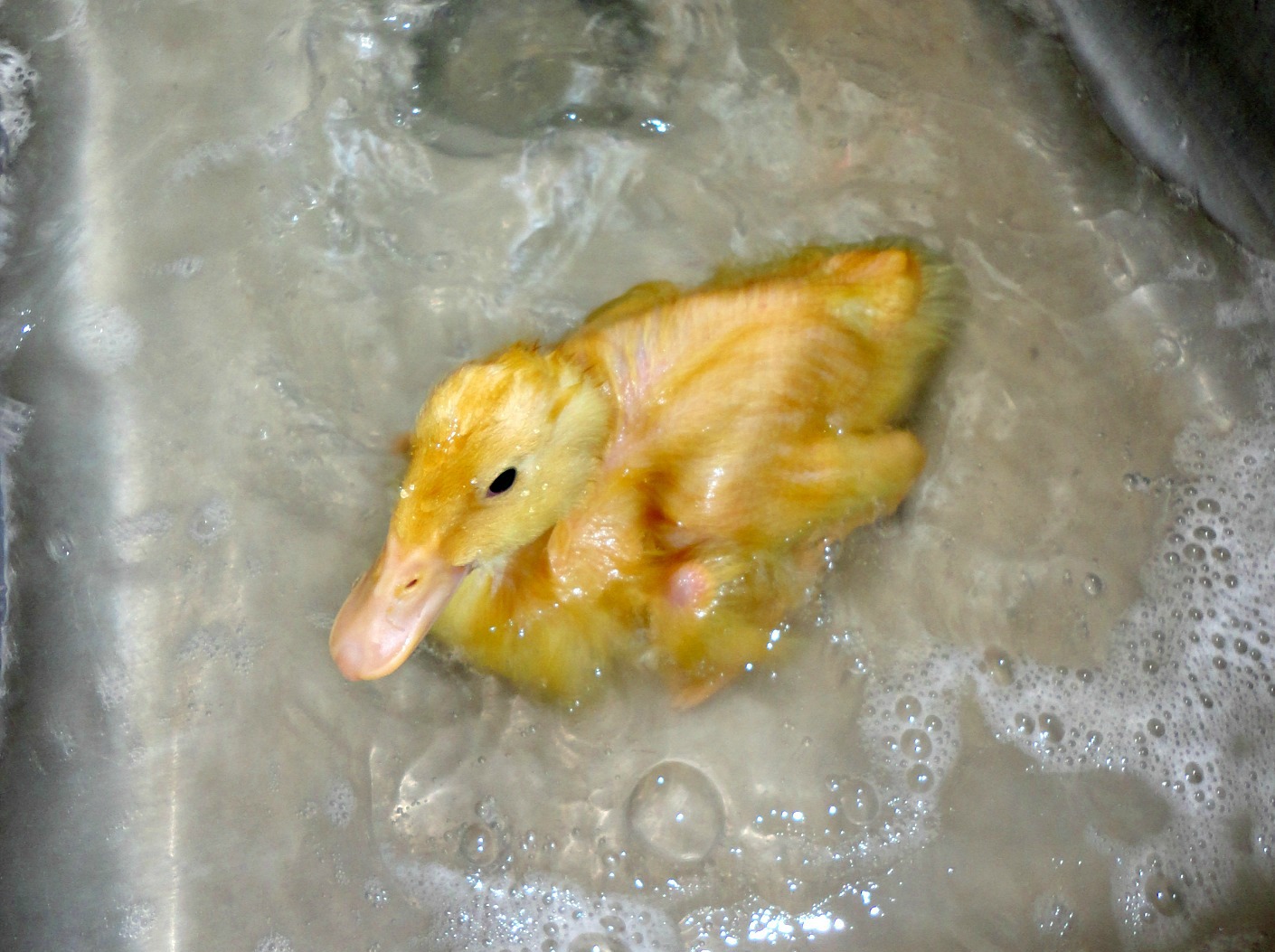 There’s a Duck in My Sink