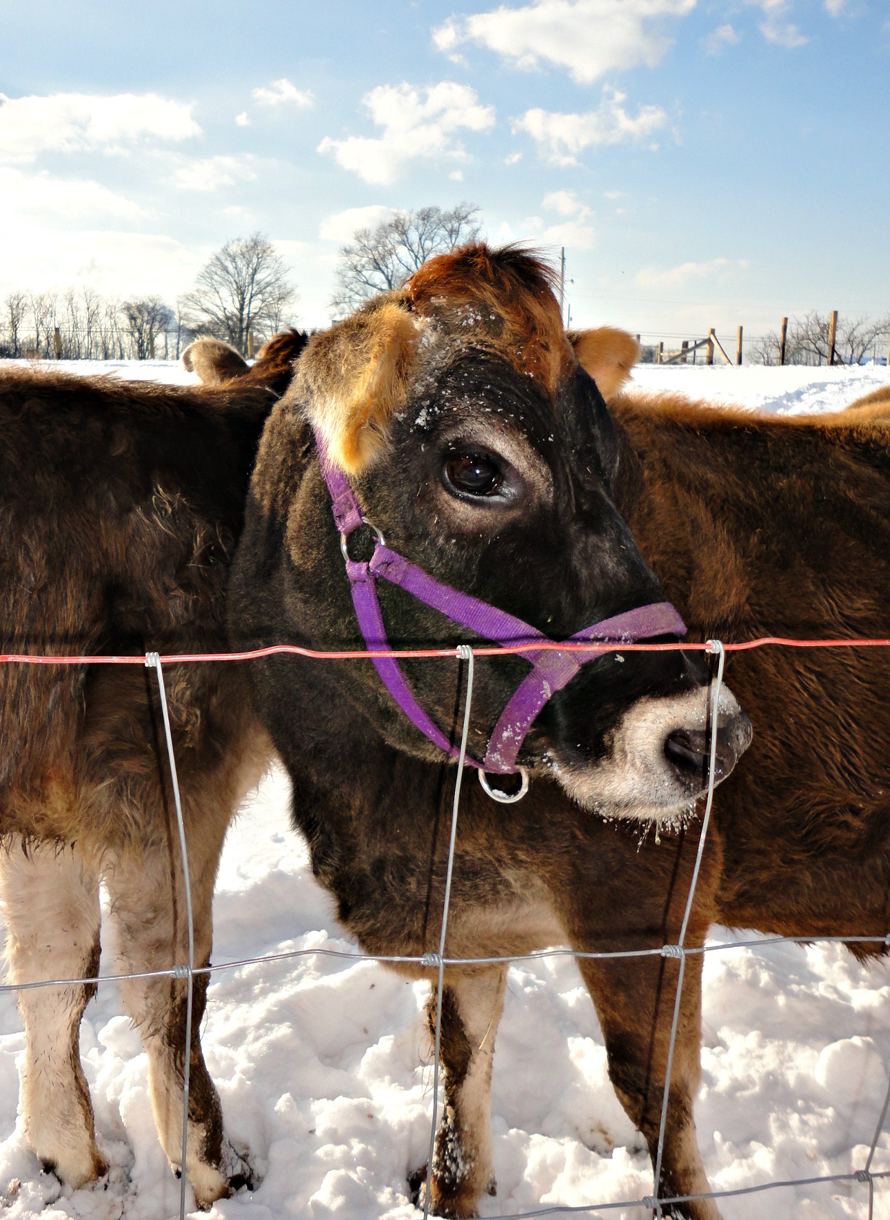 6 Lies I was told Before I Got My Cow
