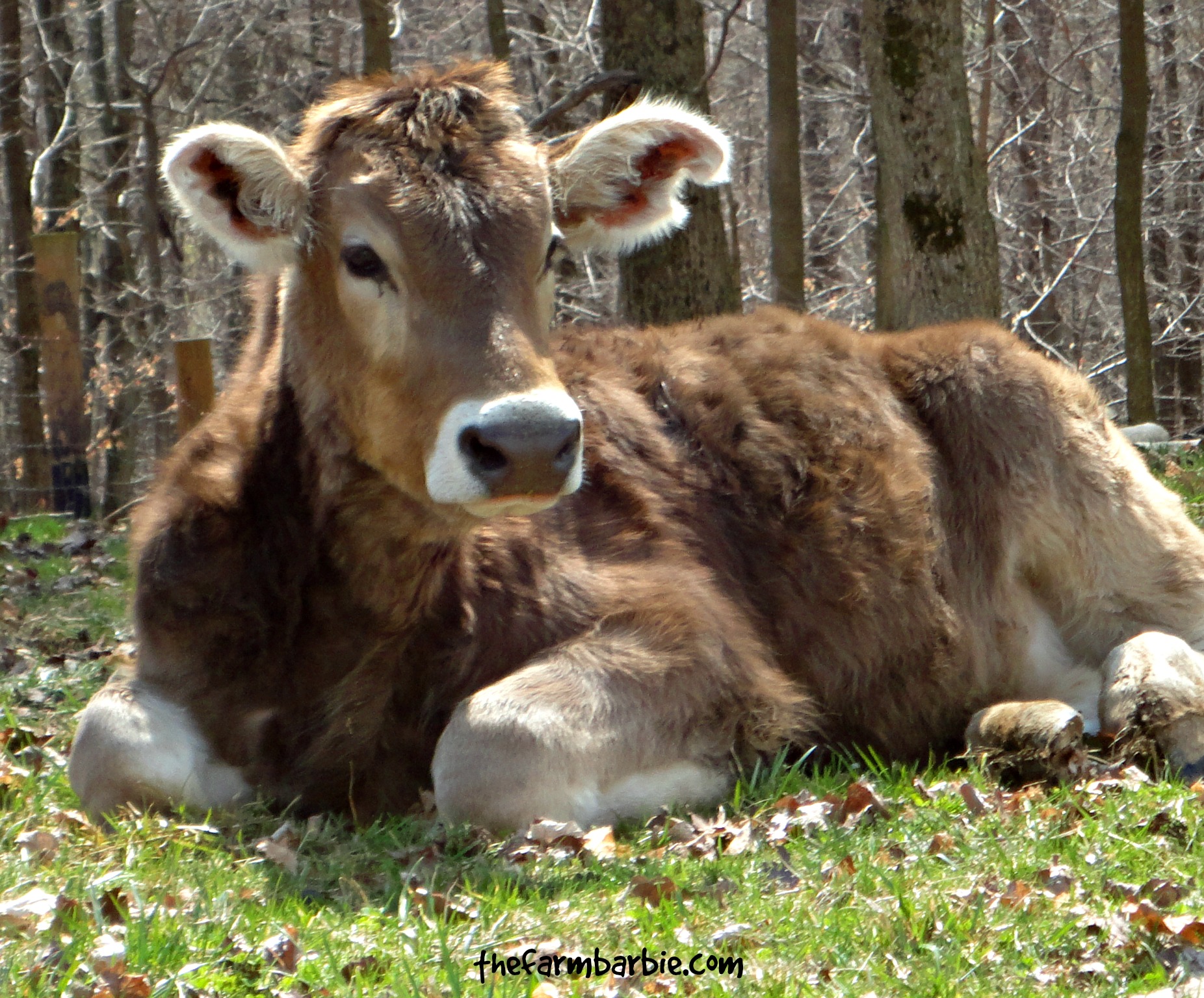 How Do I Stop a Cow From Nursing?