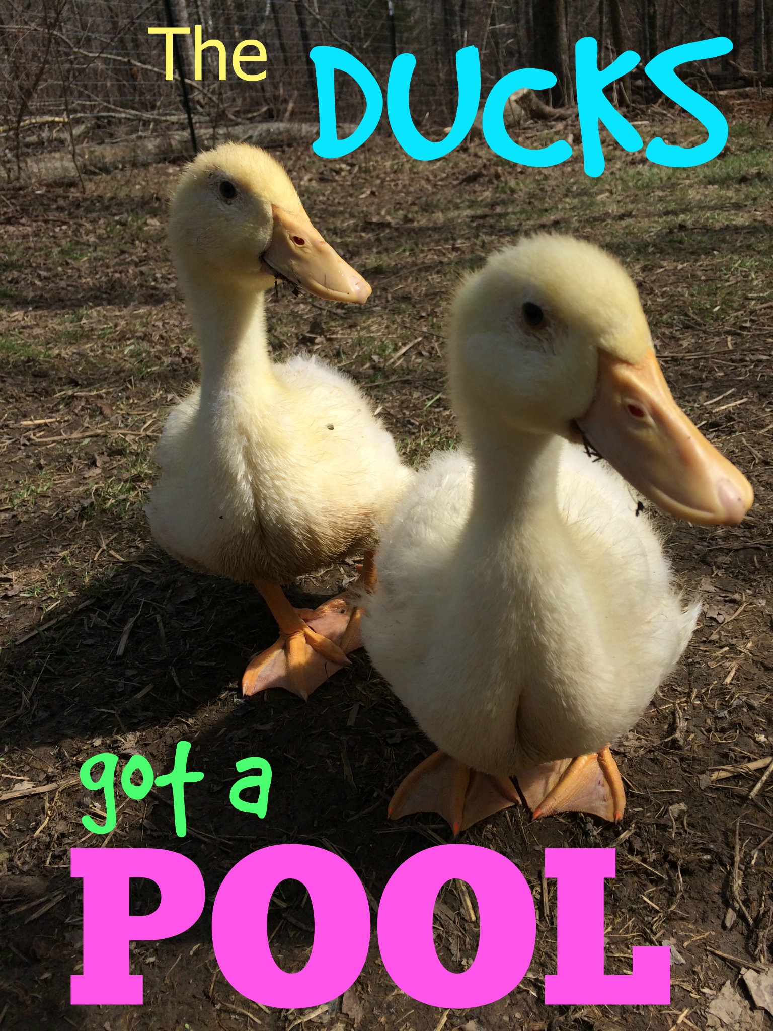 Ping Gets a Pool