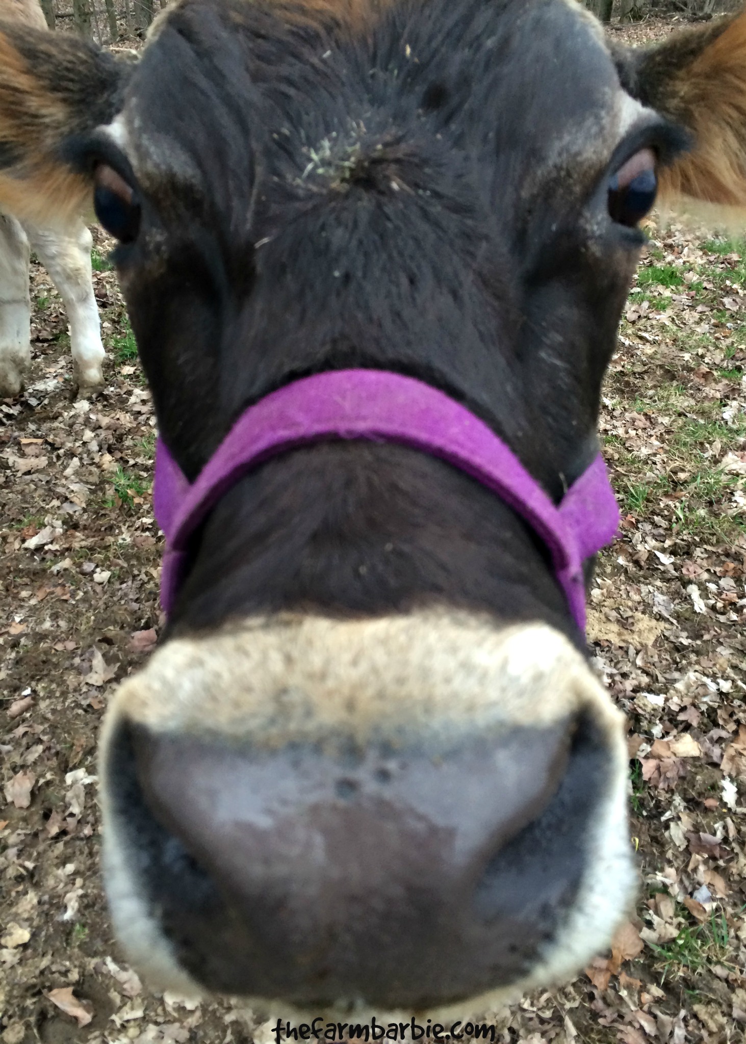 Getting a Family Milk Cow – Part 3