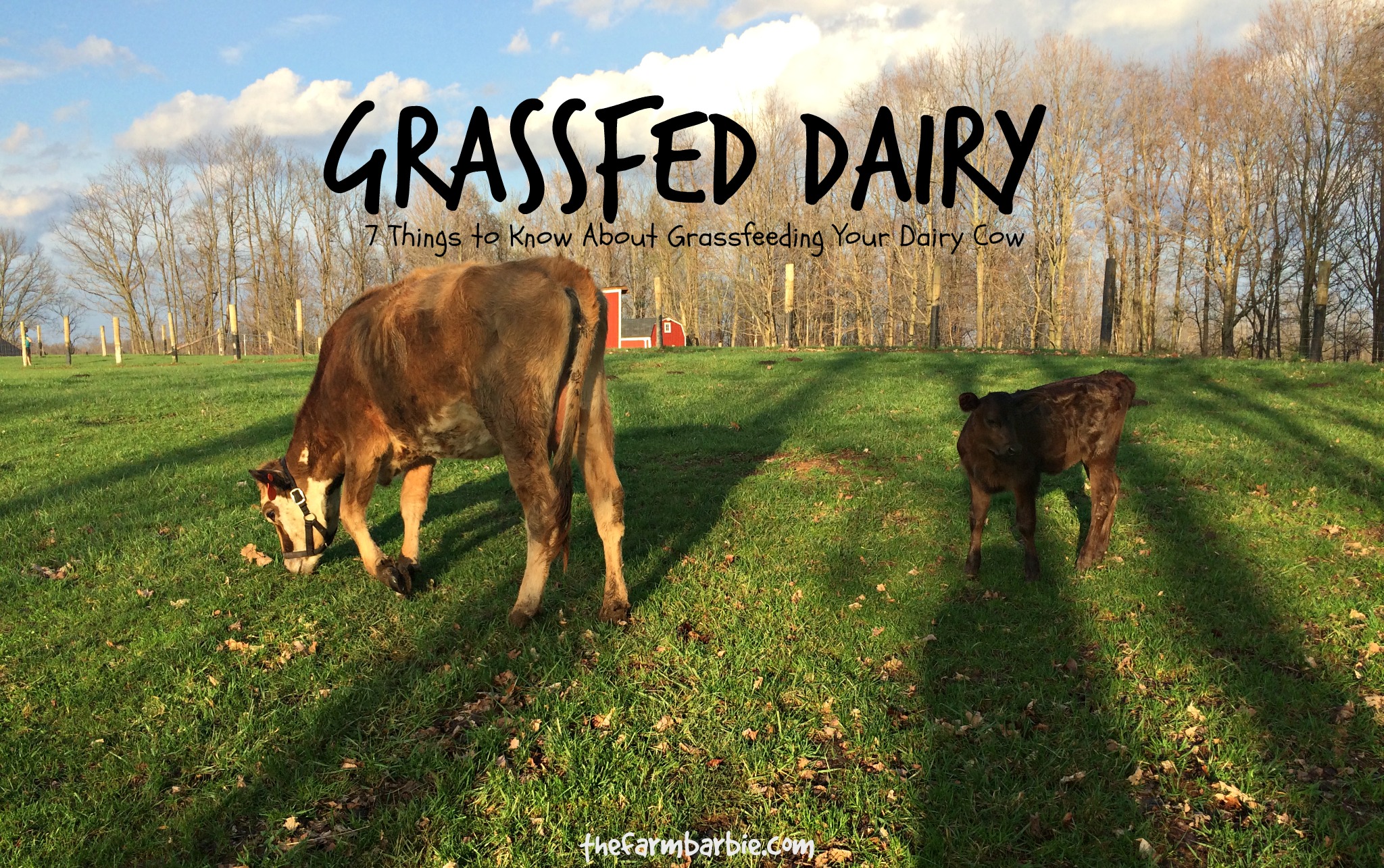 Can You Grass Feed a Jersey Cow?