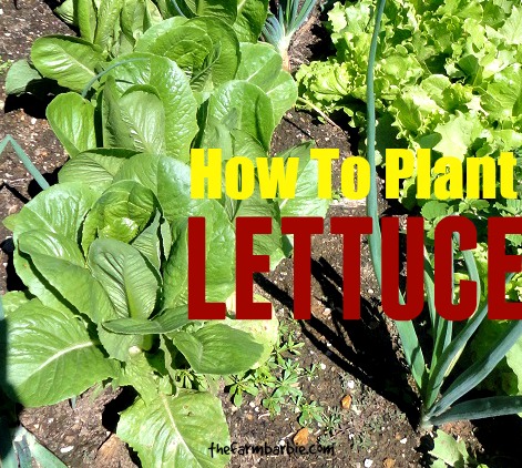 How to Grow Plants from Seed