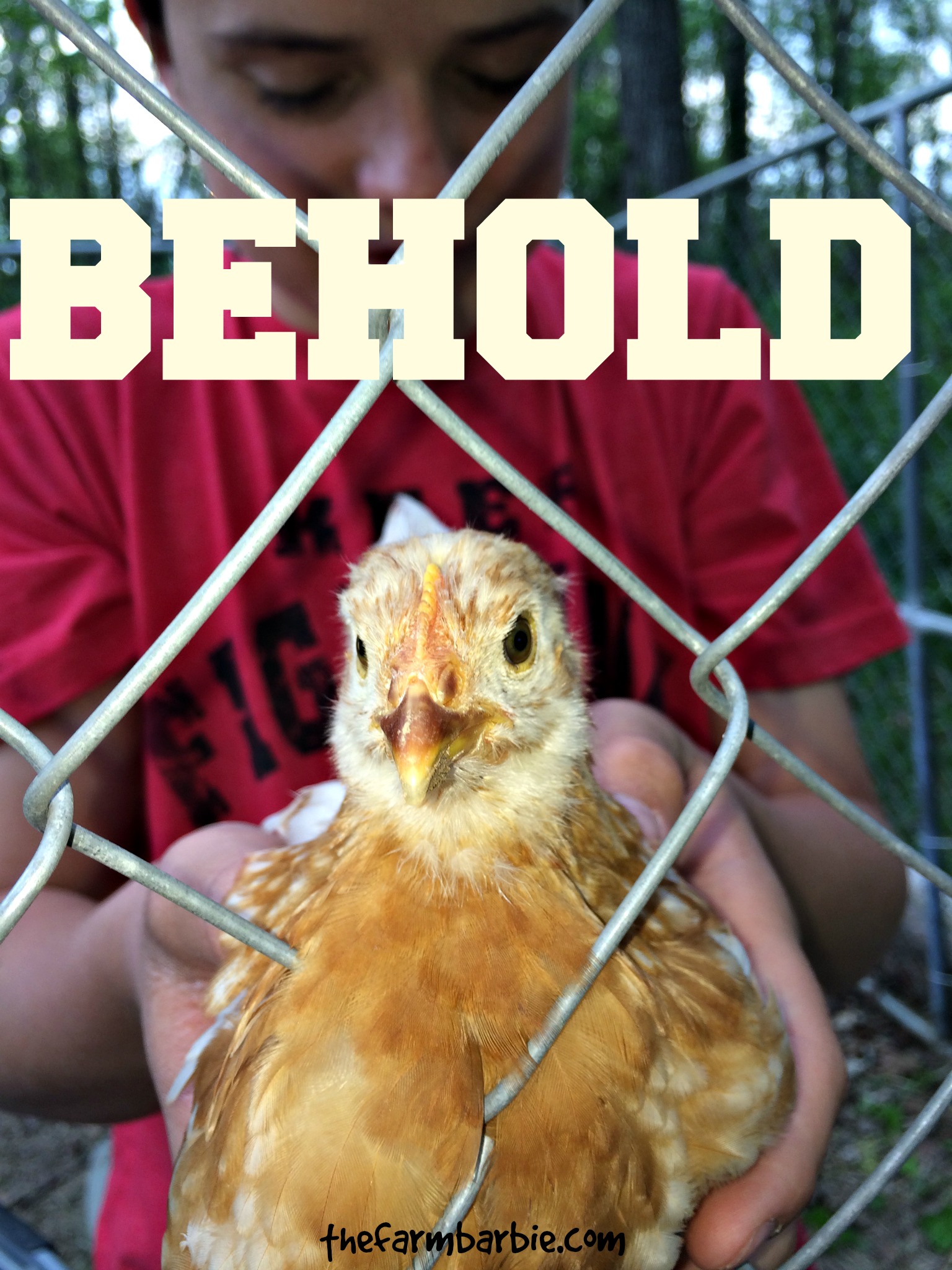 4 Chickens from God?