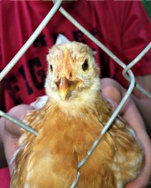 VETERAN CHICKEN KEEPING ADVICE