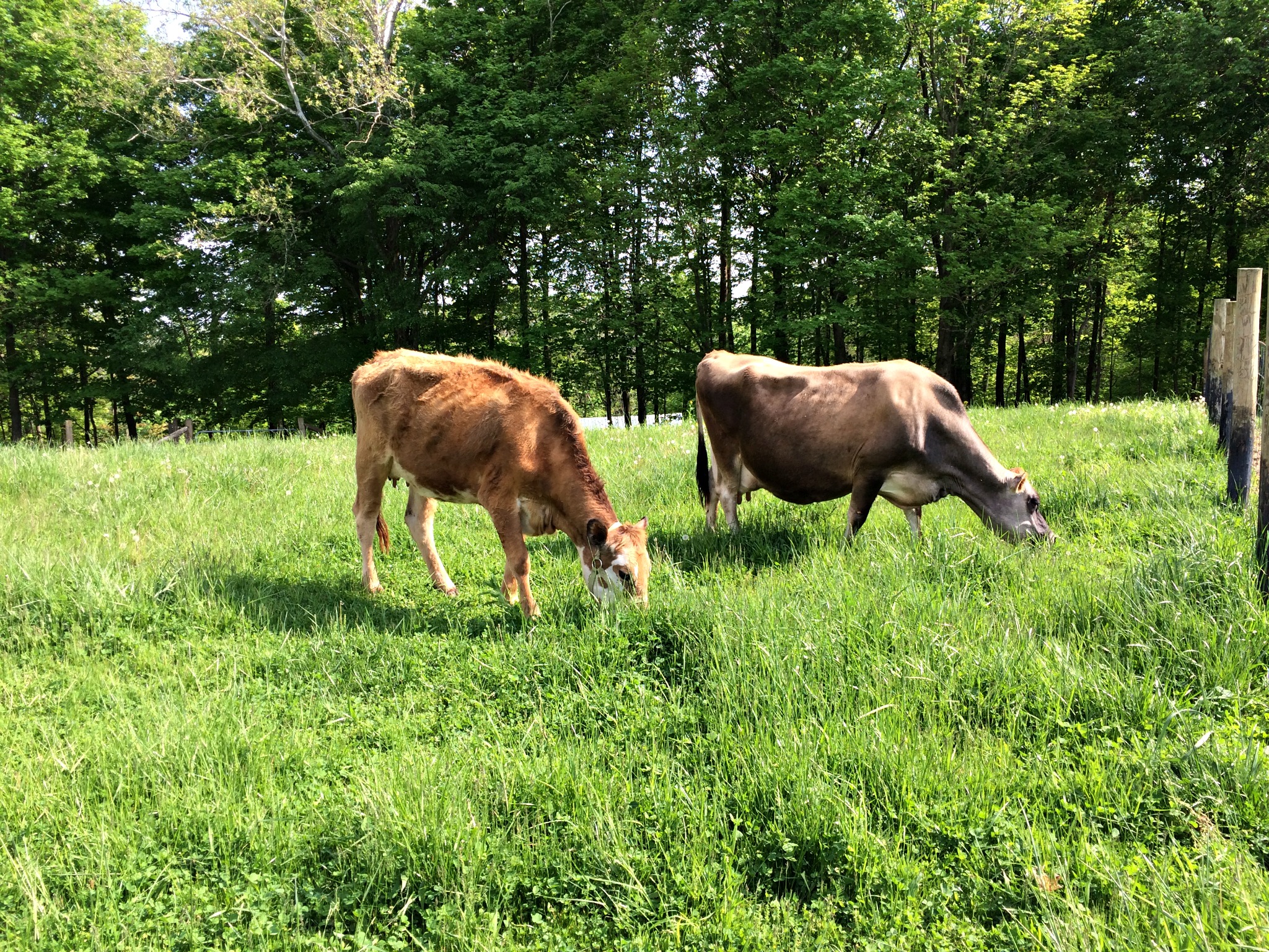 9 Reasons to Get a Jersey Cow and 3 Reasons Not to……..