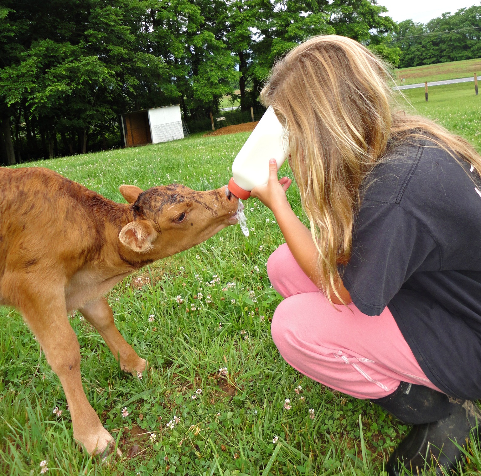 Bottle-Feeding Calf Basics: How Often to Feed – ProviCo Rural