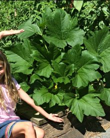 Gardening With Kids – Tips & Ideas!
