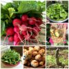 Eating Real Food Without a Farm