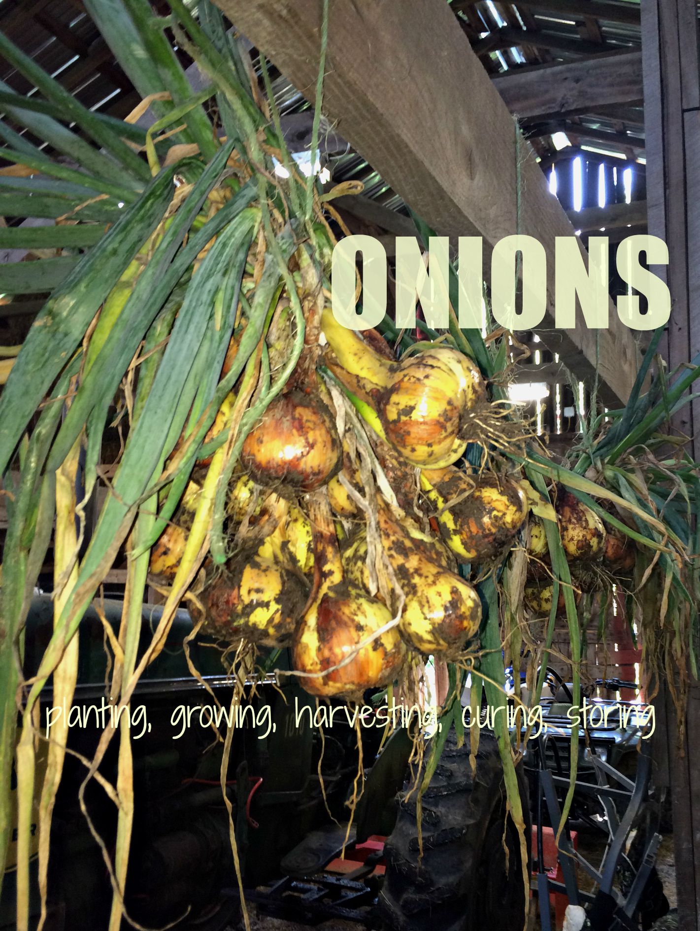 Onions – Everything You Ever Wanted to Know About Planting, Growing, Harvesting, Curing & Storing Fresh Onions