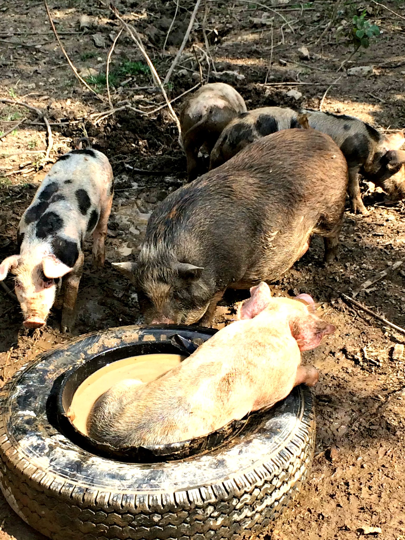 Introduction to Raising Pigs