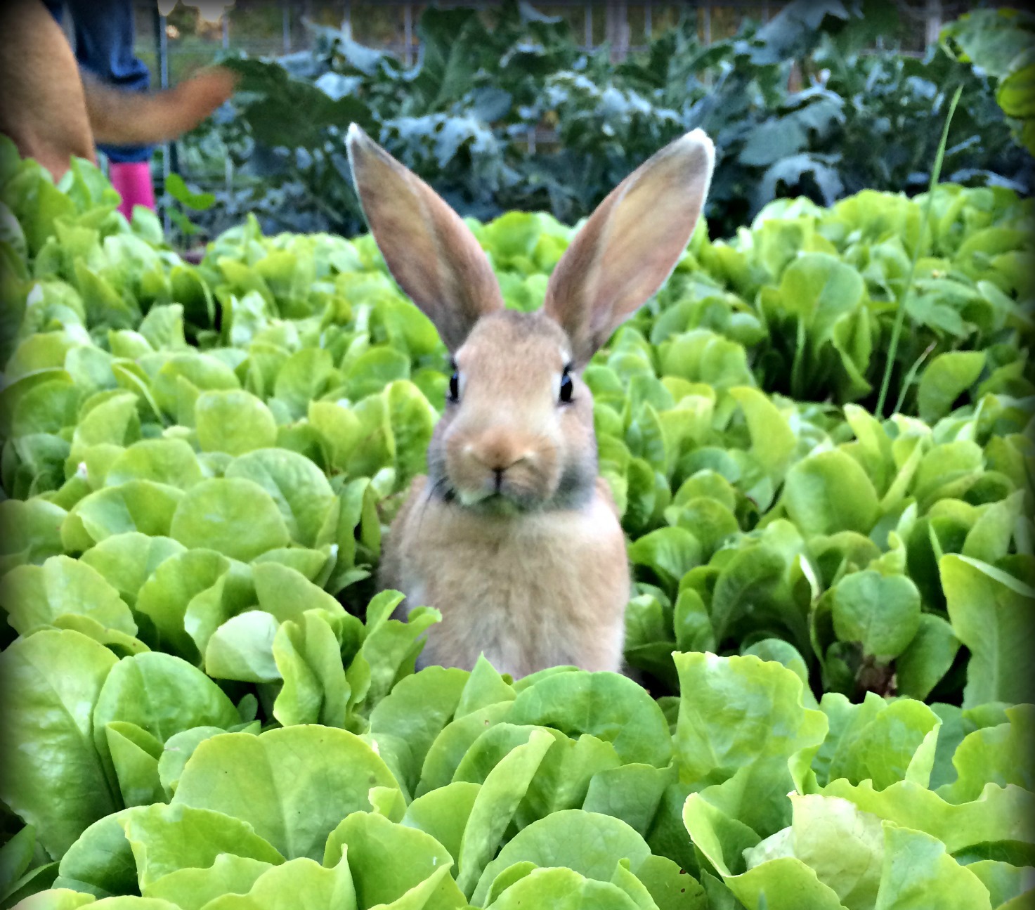 Garden Update – When You Get a Hard Freeze in October