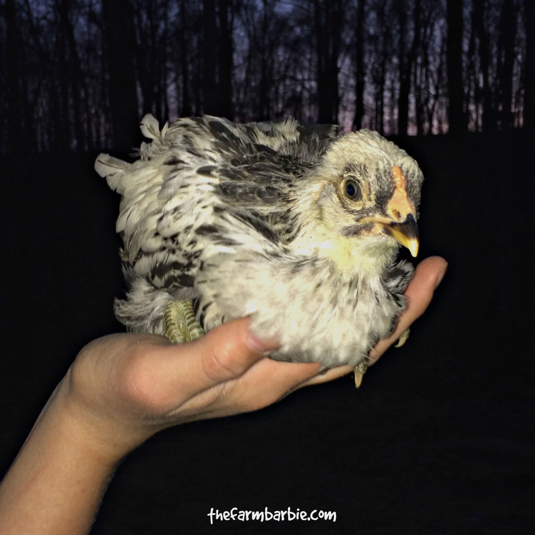 6 Things You Don’t Know About Chickens