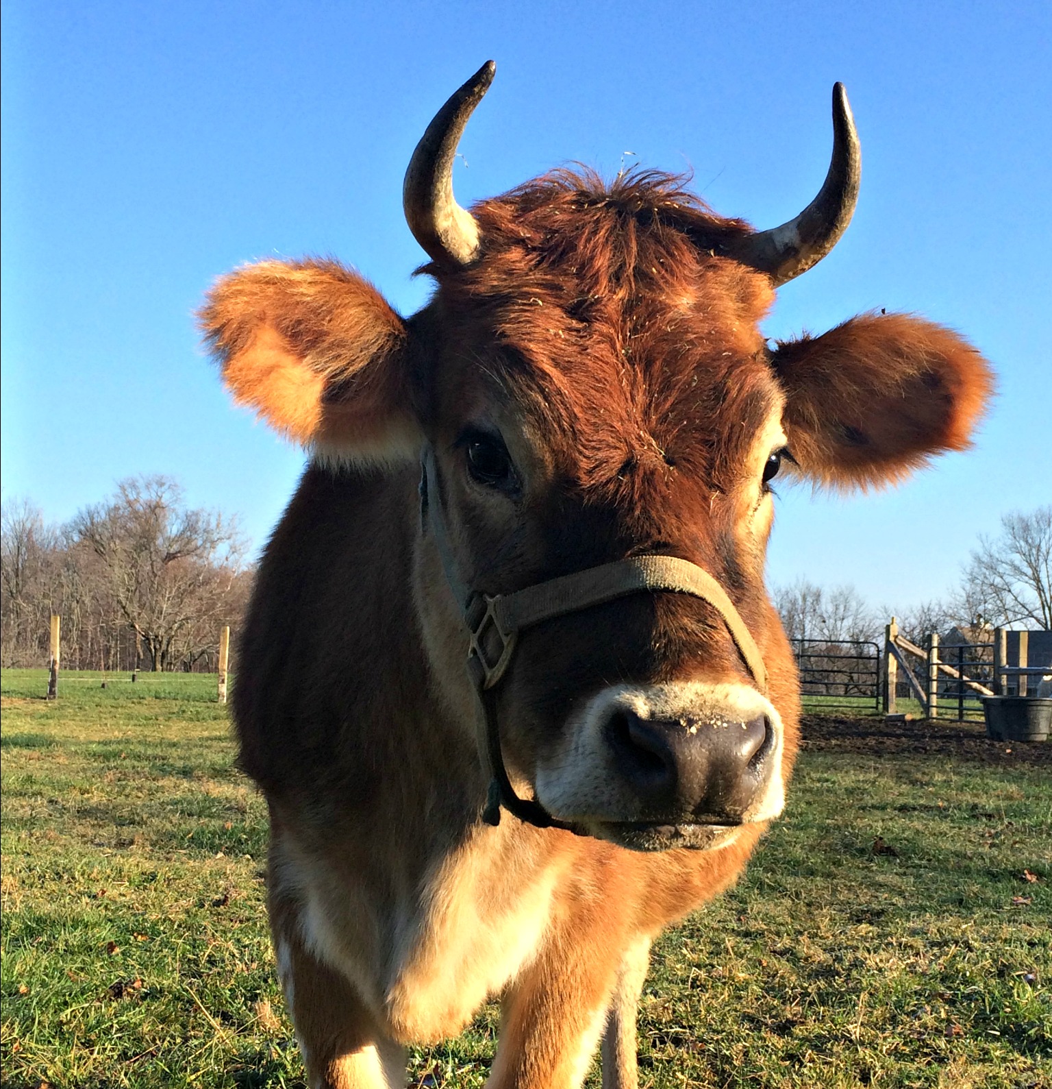 How to Knock-up a Cow in No Time – Boo Yah!  The Ladies are Bred!
