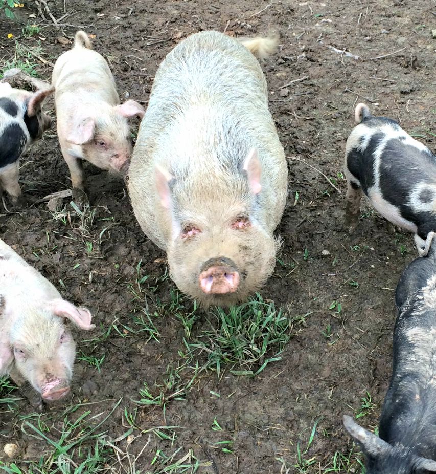 healthy pot belly pig