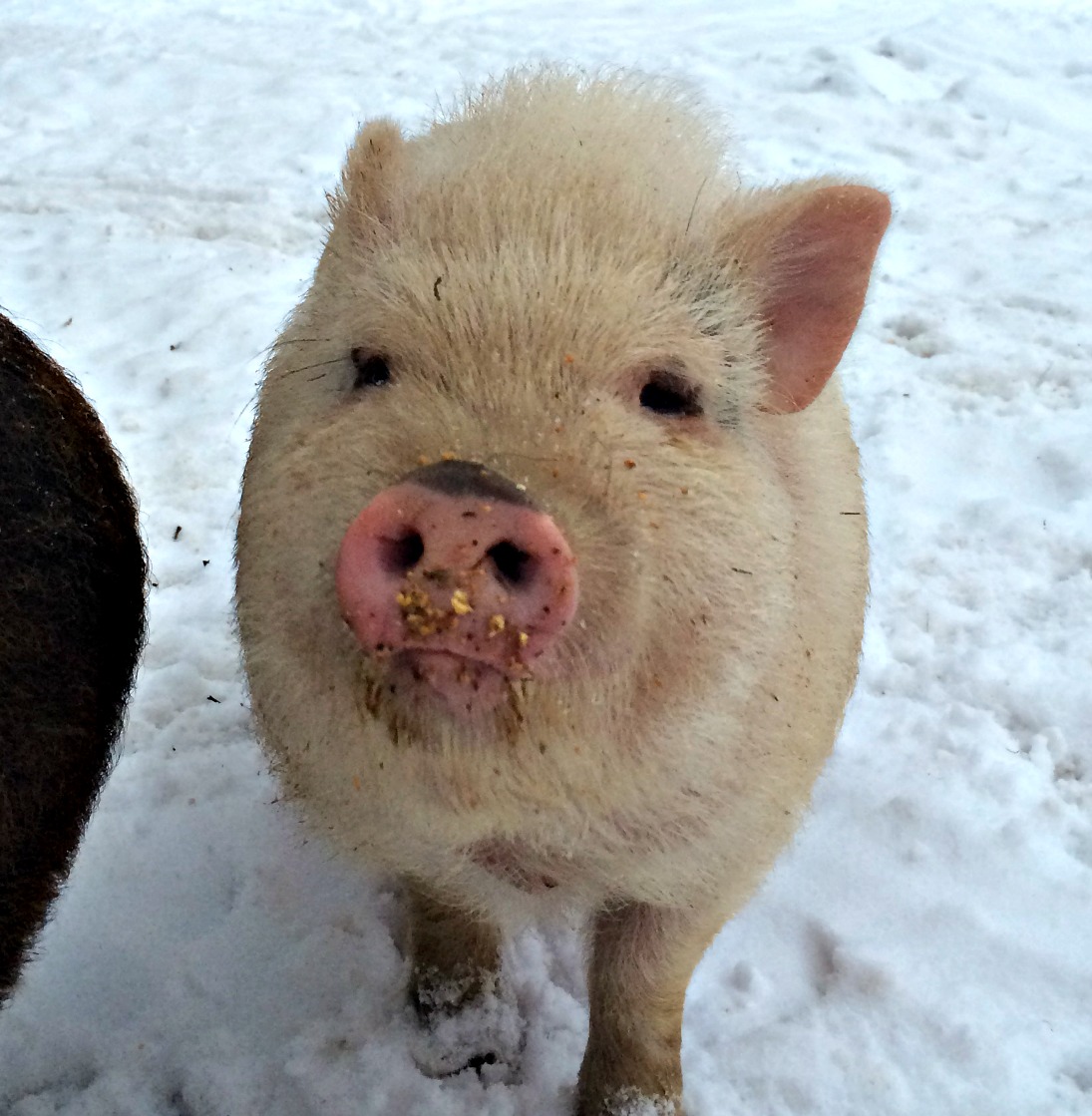 Keeping Pigs in Winter