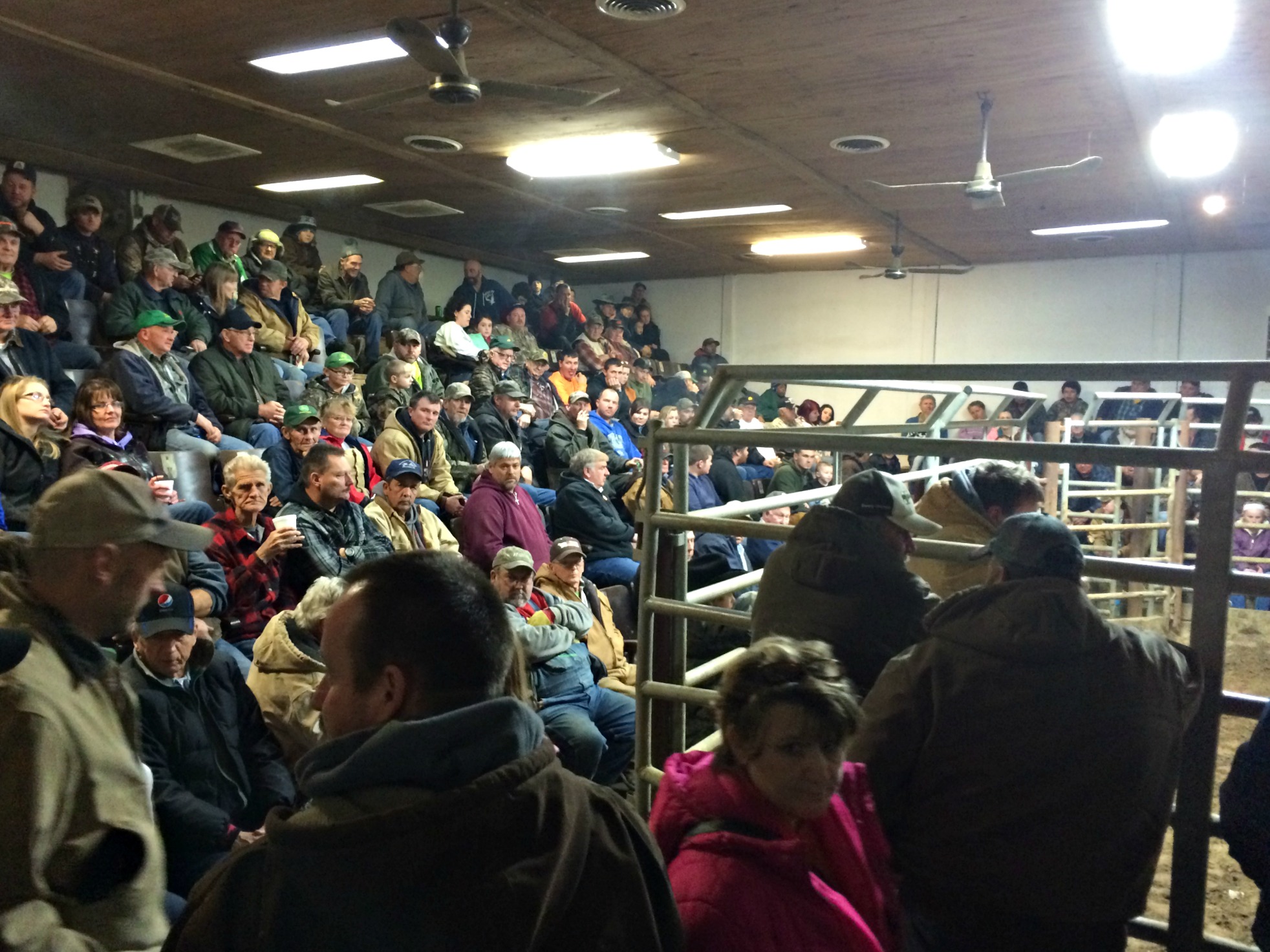 Should You Buy Livestock from Sale Barns?