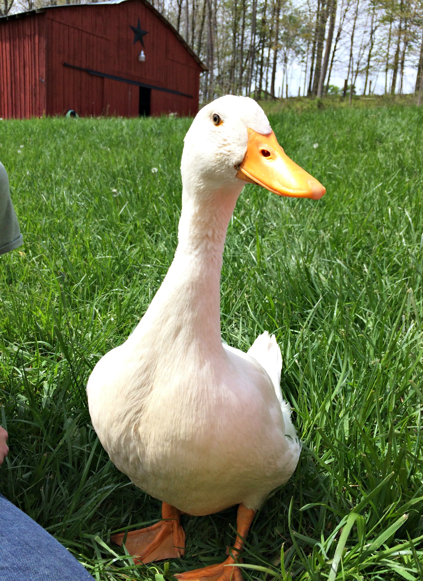 What You Need to Know About Keeping Ducks – QUACK! – Farm Fresh For