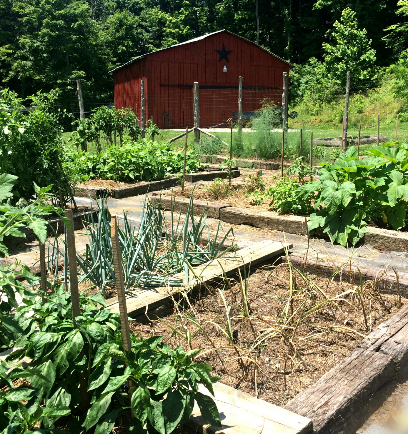 Raised Garden Beds – Pros & Cons