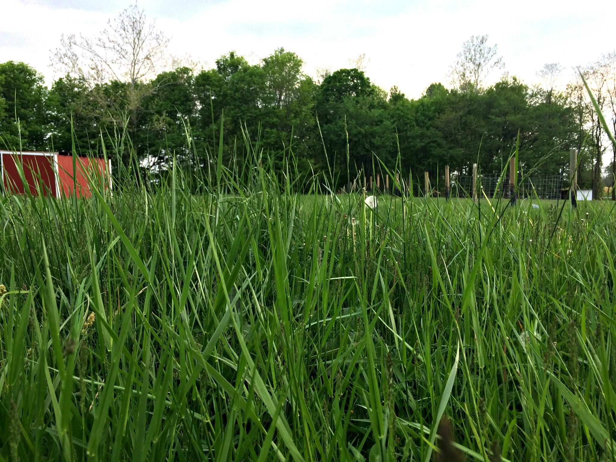 How and Why to Use Rotational Grazing