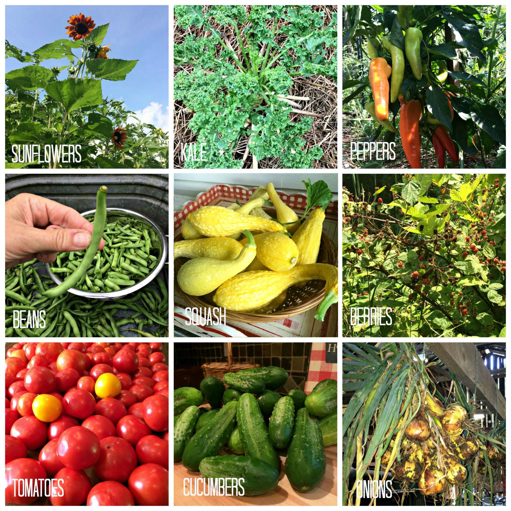 FAD DIETS and Living Healthy for Life