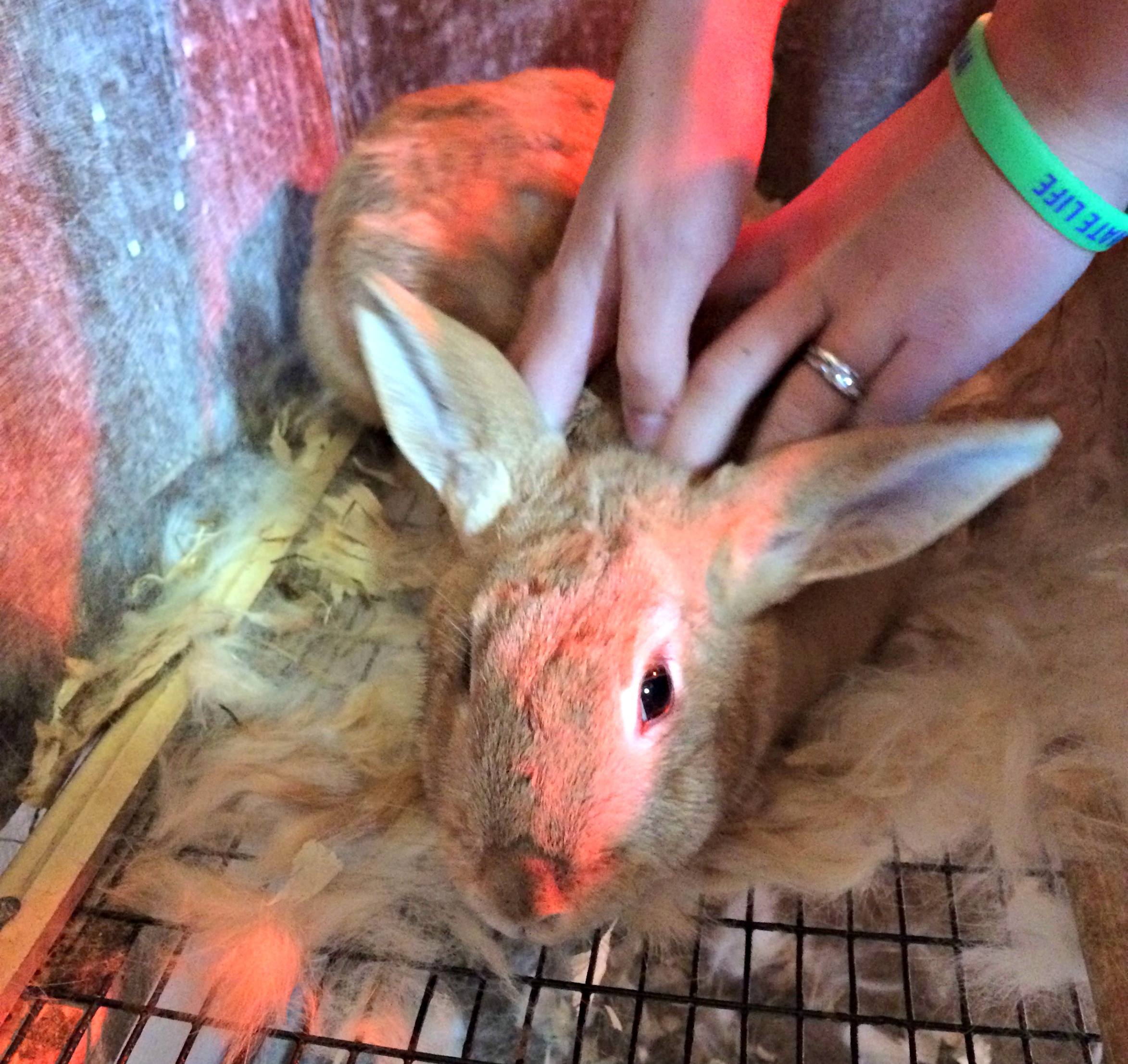 Hare Today Gone Tomorrow