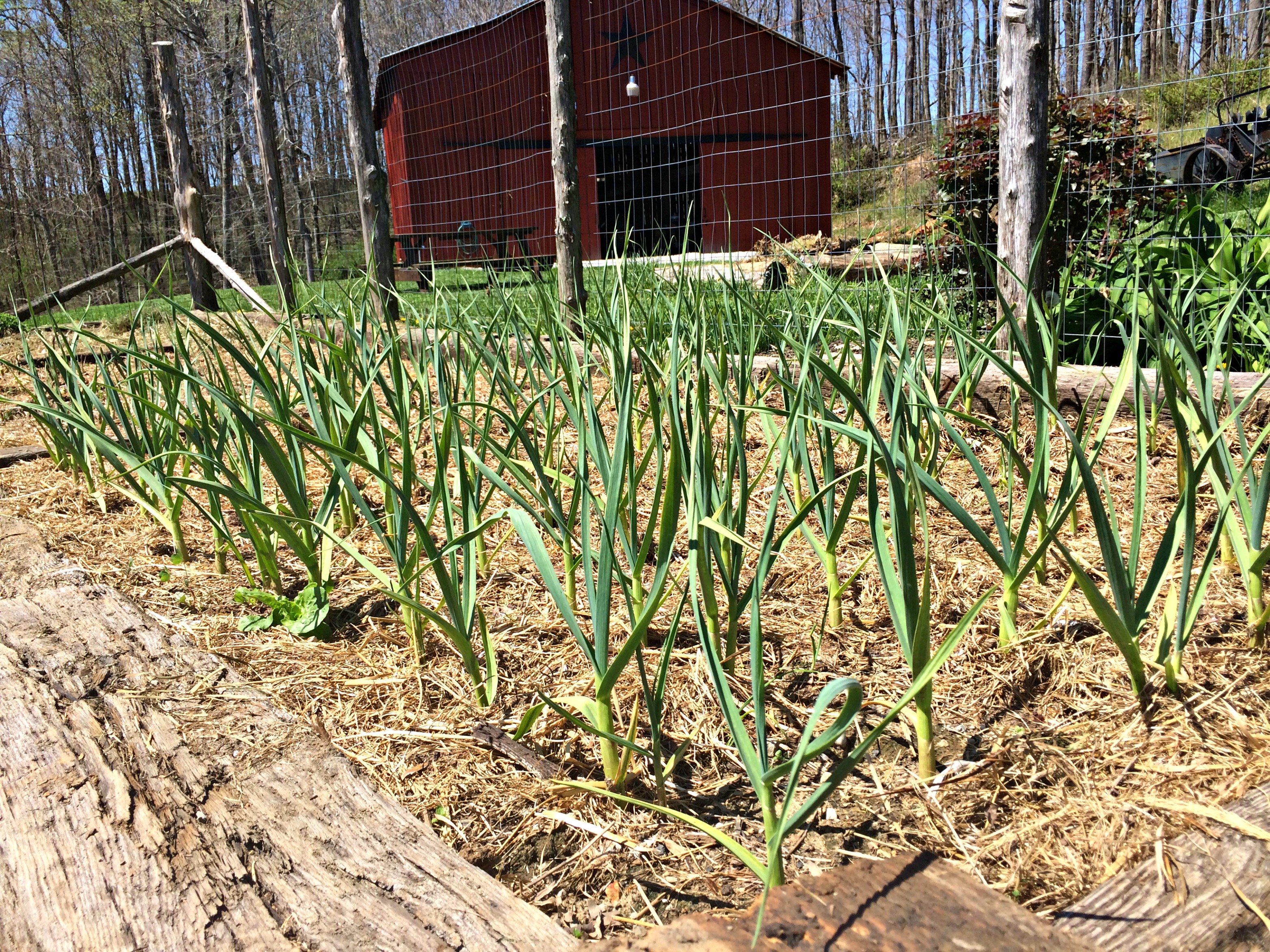 12 Uses for Old Hay