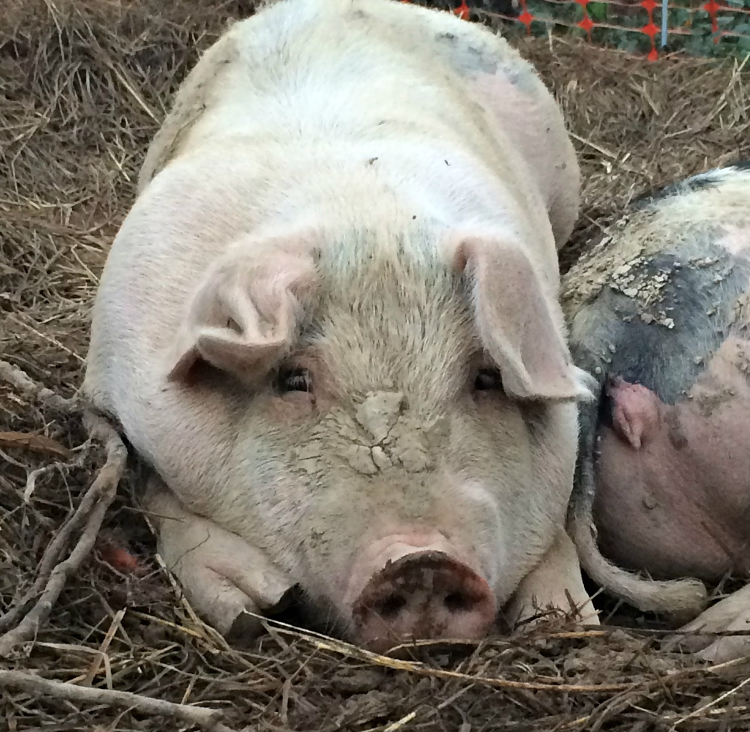 Why We Raise Pigs Over the Summer