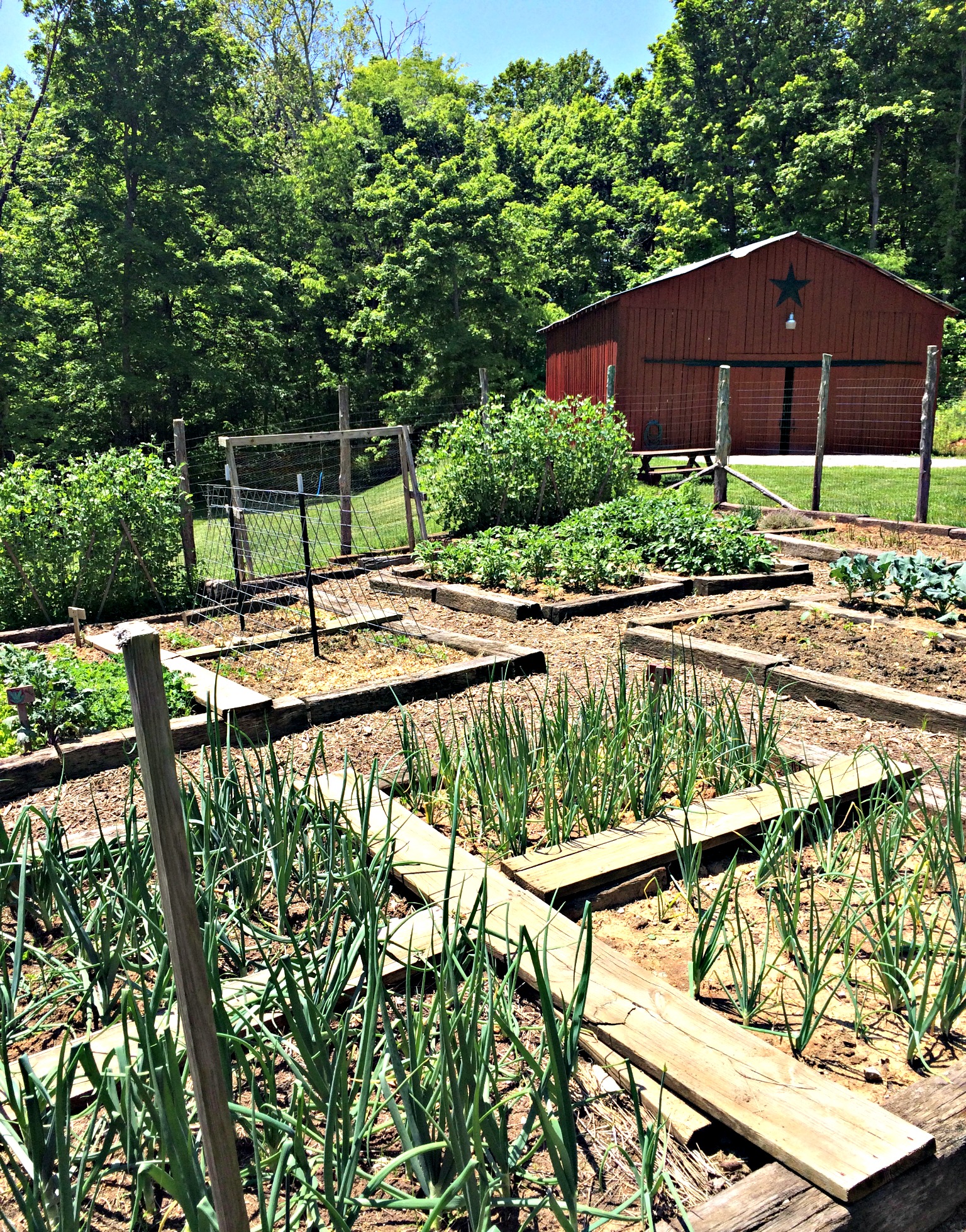 Benefits Of Raised Bed Gardening Farm Fresh For Life Real Food