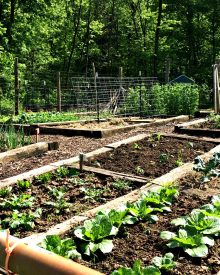 Benefits of Raised Garden Beds