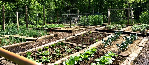 Benefits of Raised Garden Beds