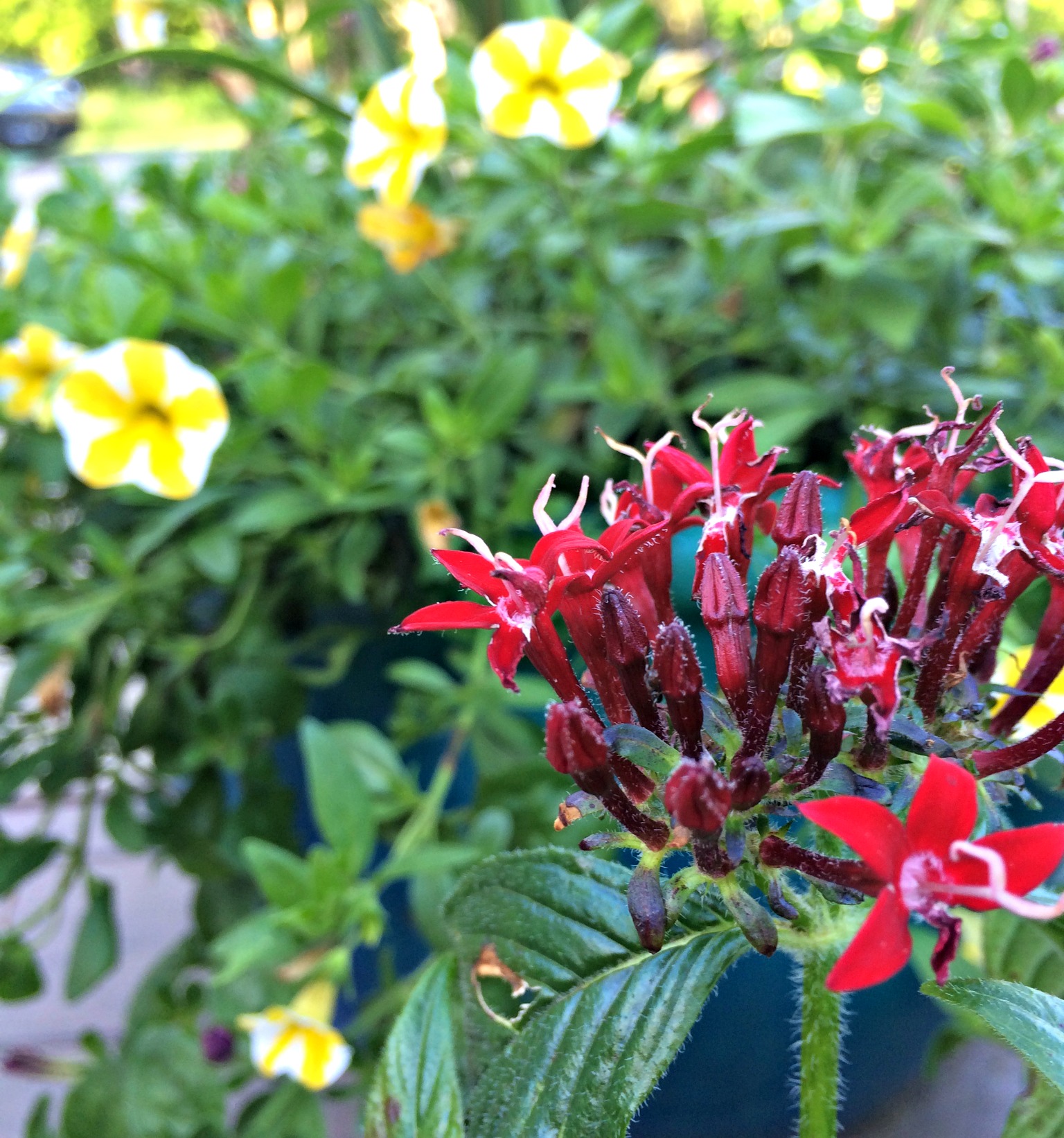 Reasons to Grow Flowers in Pots