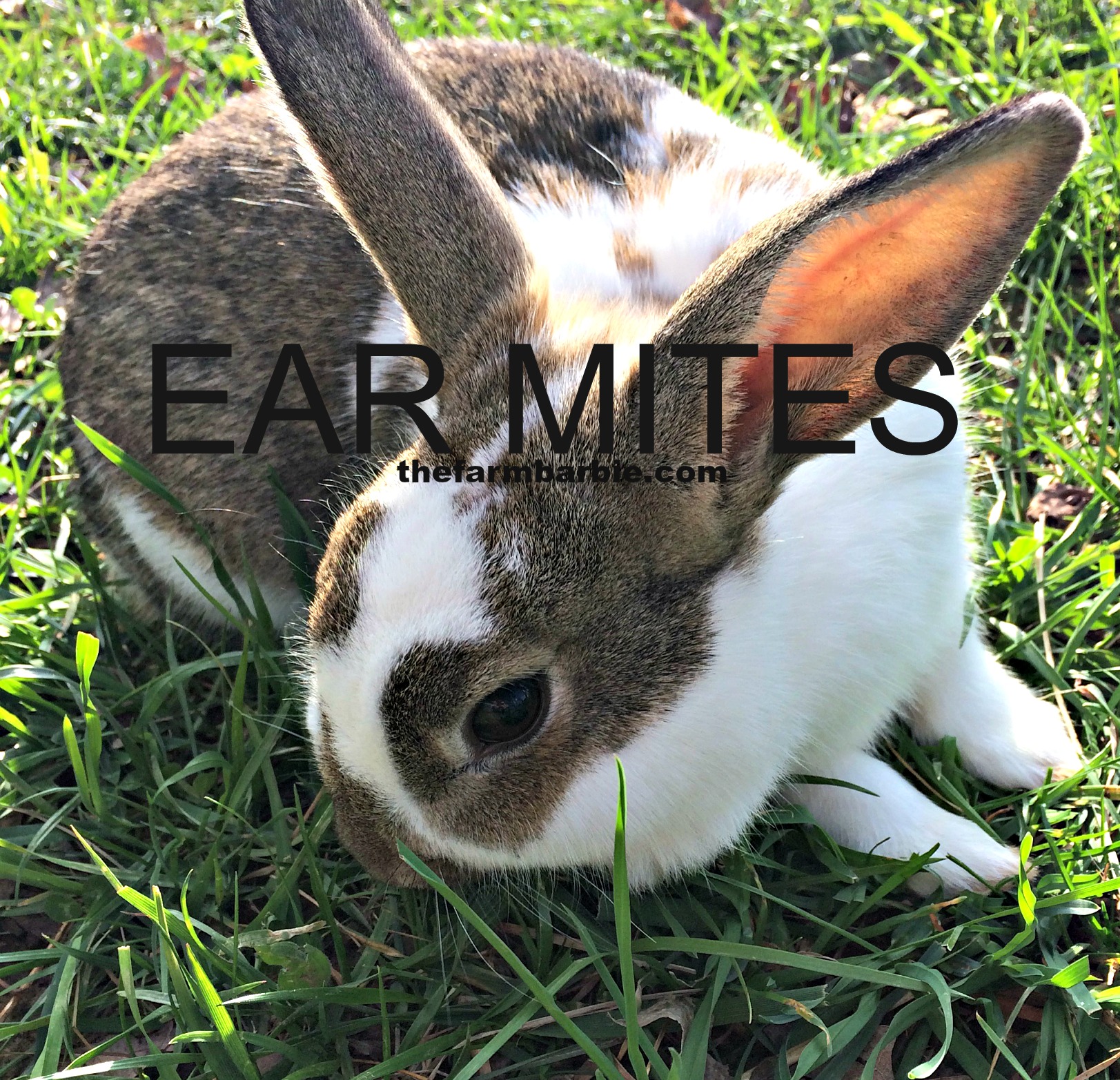Help-  My Rabbit Has Crusty Ears