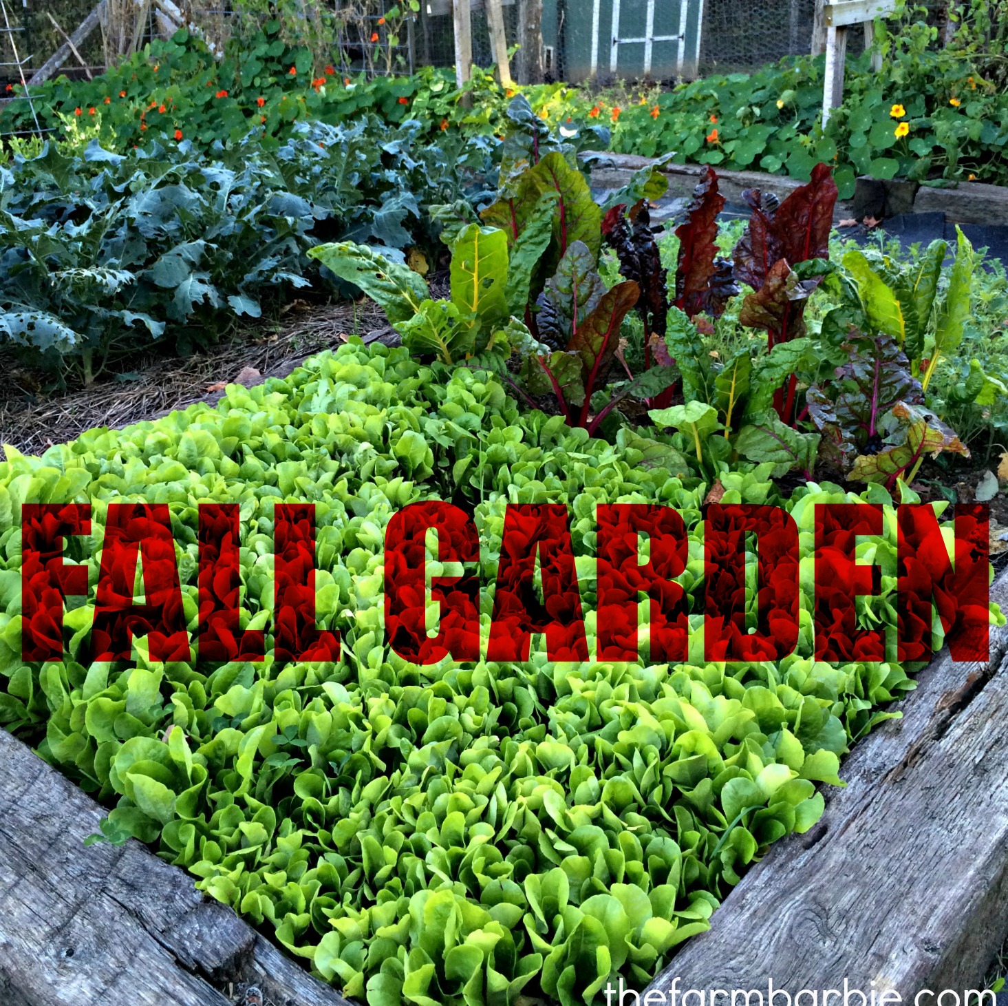Plan a Fall Garden